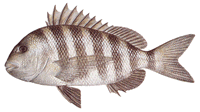 Sheepshead