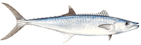 King Mackerel