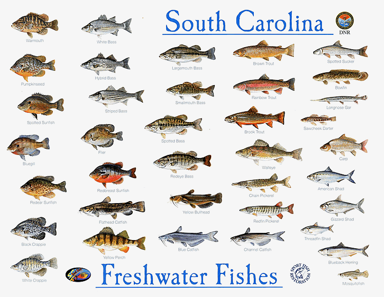Lowcountry Fish Scales SC DNR Freshwater Fishes Chart