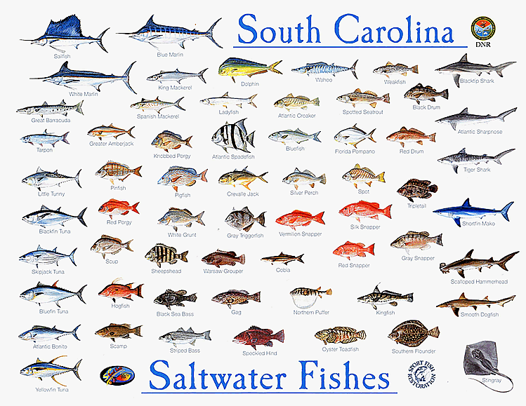 Lowcountry Fish Scales SC DNR Saltwater Fishes Chart