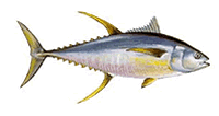 Tuna